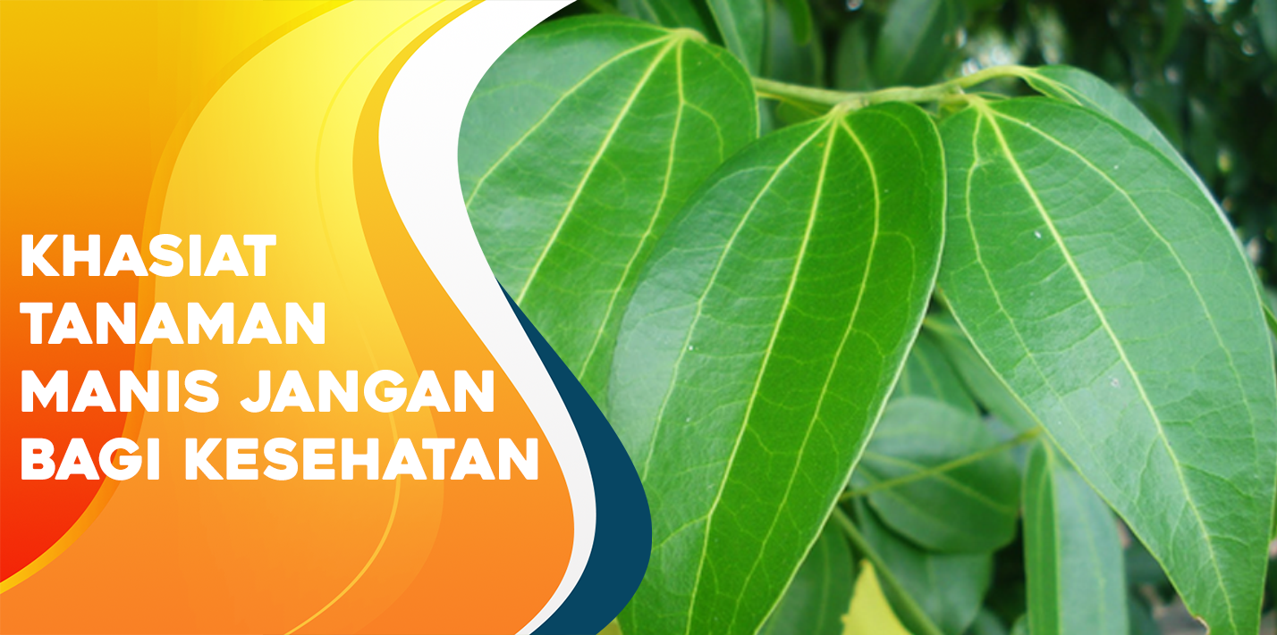 Khasiat Tanaman Manis Jangan Bagi Kesehatan Khasiat Tanaman Manis Jangan Bagi Kesehatan